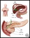 Thumbnail image of: Pancreas: Illustration