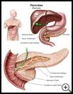 Thumbnail image of: Pancreas: Illustration