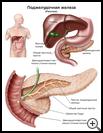 Thumbnail image of: Pancreas: Illustration