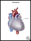 Thumbnail image of: Pericardium: Illustration