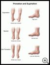 Thumbnail image of: Pronation and Supination: Illustration