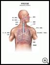 Thumbnail image of: Respiratory System: Illustration