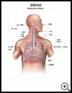 Thumbnail image of: Respiratory System: Illustration
