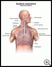Thumbnail image of: Respiratory System: Illustration