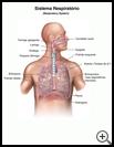 Thumbnail image of: Respiratory System: Illustration