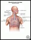 Thumbnail image of: Respiratory System: Illustration
