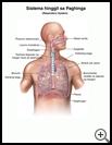 Thumbnail image of: Respiratory System: Illustration