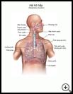 Thumbnail image of: Respiratory System: Illustration