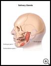 Thumbnail image of: Salivary Glands: Illustration