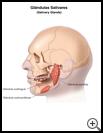 Thumbnail image of: Salivary Glands: Illustration