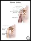 Thumbnail image of: Shoulder Anatomy: Illustration