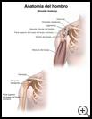 Thumbnail image of: Shoulder Anatomy: Illustration