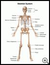 Thumbnail image of: Skeletal System: Illustration