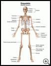 Thumbnail image of: Skeletal System: Illustration