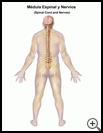 Thumbnail image of: Spinal Cord and Nerves: Illustration