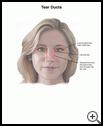 Thumbnail image of: Tear Ducts: Illustration