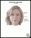 Thumbnail image of: Tear Ducts: Illustration