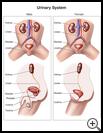 Thumbnail image of: Urinary System: Illustration