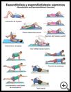 Thumbnail image of: Spondylolysis and Spondylolisthesis Exercises: Illustration