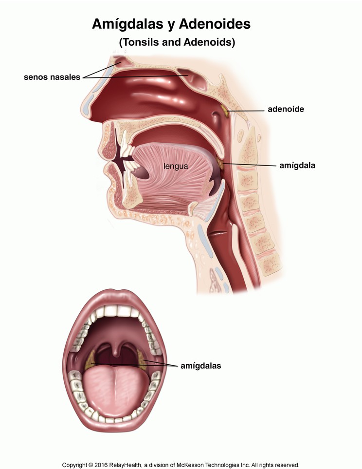 Tonsils and Adenoids: Illustration