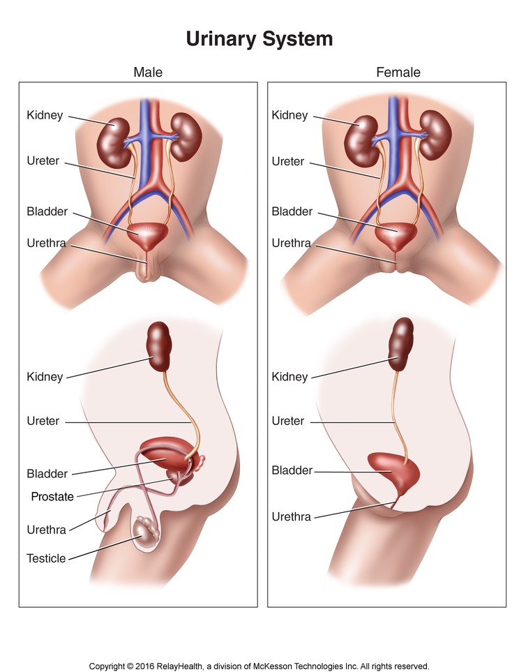 Urinary System: Illustration