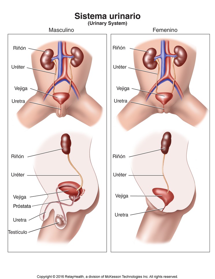 Urinary System: Illustration