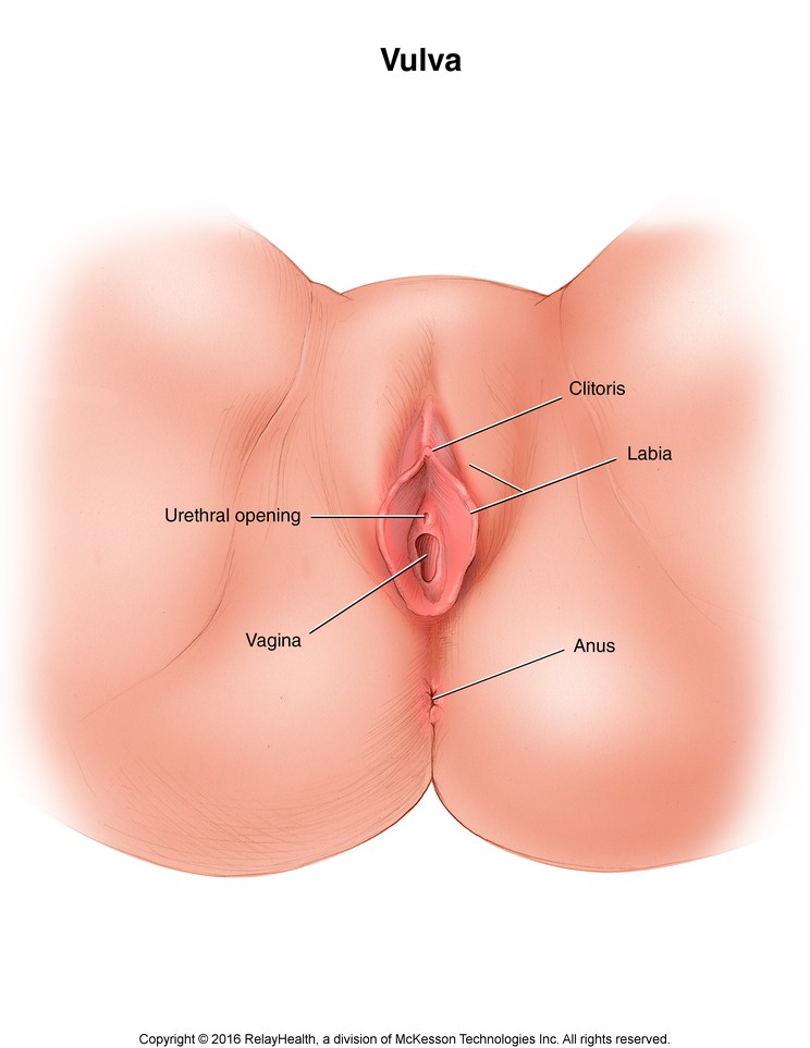 Vulva: Illustration