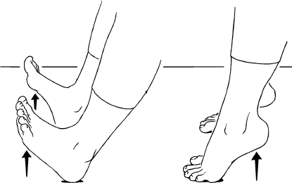 Ankle Bend: Dorsiflexion / Plantar Flexion, Sitting