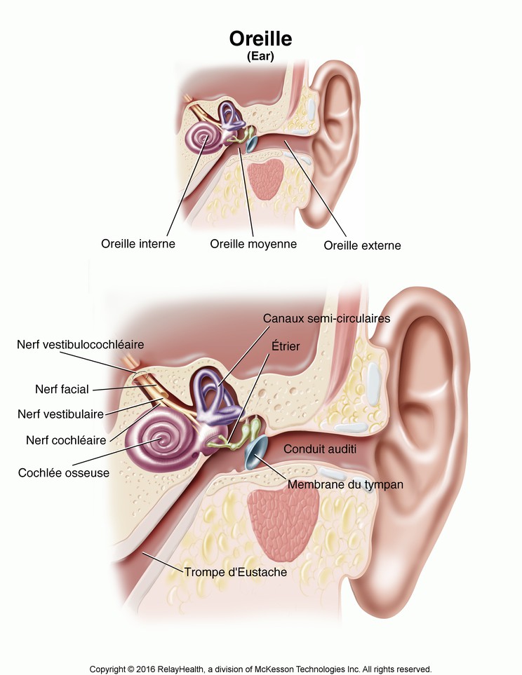 Ear: Illustration