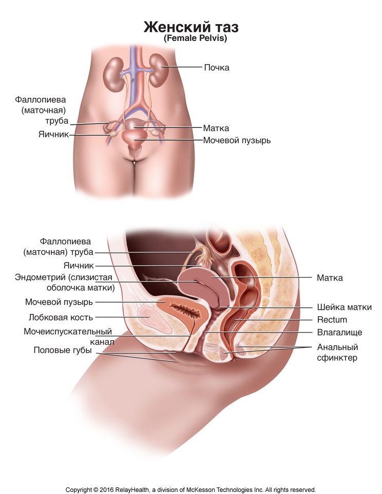 Female Pelvis: Illustration