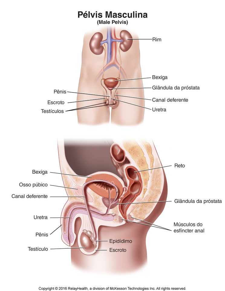 Male Pelvis: Illustration
