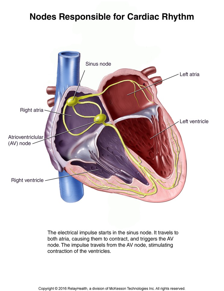 Nodes Responsible for Cardiac Rhythm: Illustration