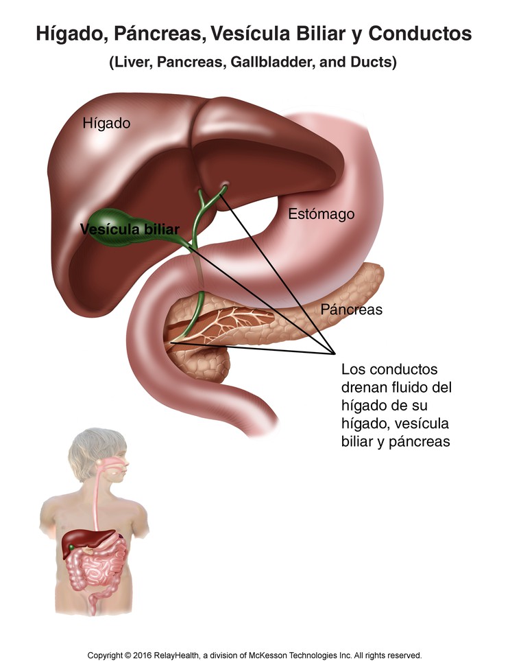 Liver, Pancreas, Gallbladder, and Ducts: Illustration