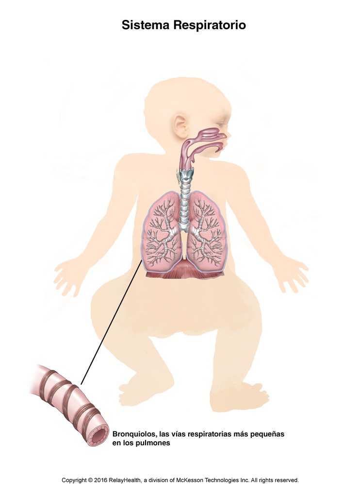 Respiratory System (Infant): Illustration