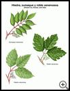 Thumbnail image of: Poison Ivy, Sumac, and Oak: Illustration